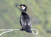 J17_4026 Cormorant